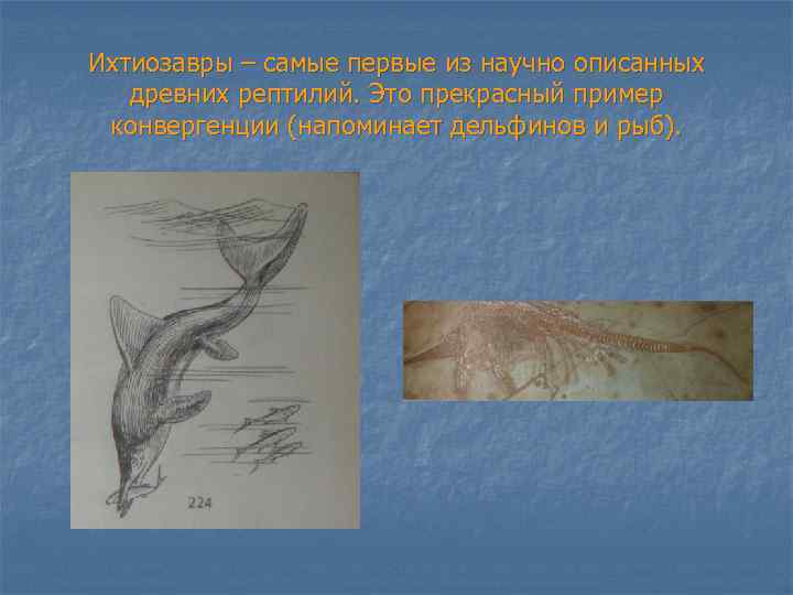 Ихтиозавры – самые первые из научно описанных древних рептилий. Это прекрасный пример конвергенции (напоминает