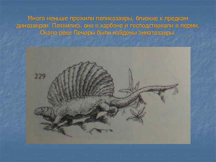 Много меньше прожили пеликозавры, близкие к предкам динозавров. Появились они в карбоне и господствовали