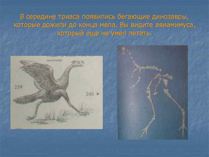 В середине триаса появились бегающие динозавры, которые дожили до конца мела. Вы видите авиамимуса,