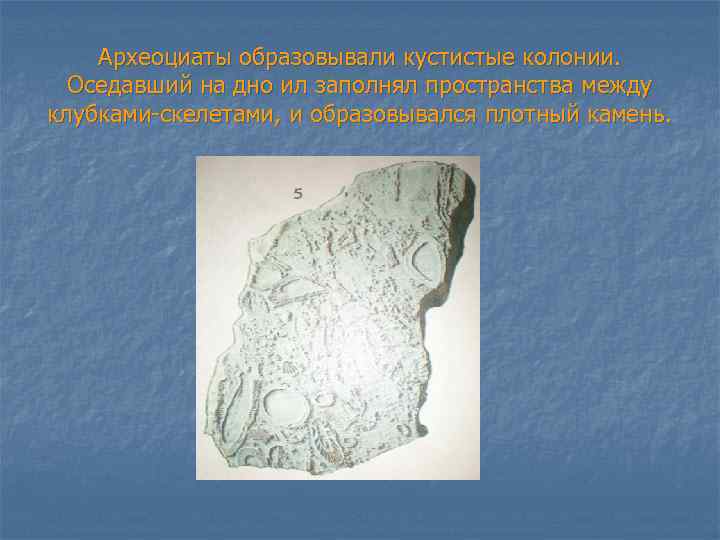Археоциаты образовывали кустистые колонии. Оседавший на дно ил заполнял пространства между клубками-скелетами, и образовывался