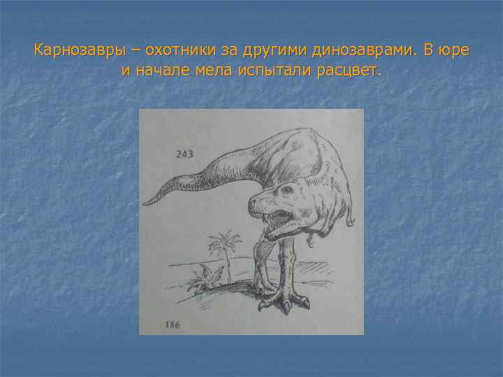 Карнозавры – охотники за другими динозаврами. В юре и начале мела испытали расцвет. 