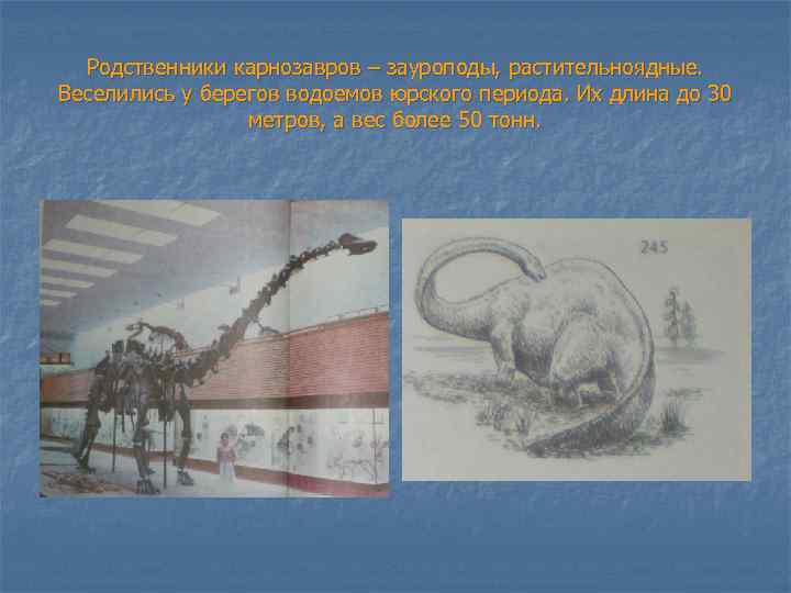 Родственники карнозавров – зауроподы, растительноядные. Веселились у берегов водоемов юрского периода. Их длина до