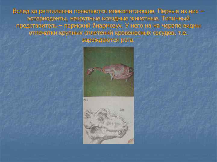 Вслед за рептилиями появляются млекопитающие. Первые из них – эотериодонты, некрупные всеядные животные. Типичный