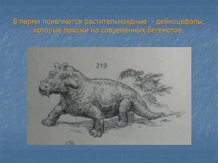 В перми появляются растительноядные - дейноцефалы, которые похожи на современных бегемотов. 