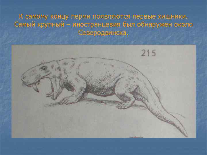 К самому концу перми появляются первые хищники. Самый крупный – иностранцевия был обнаружен около