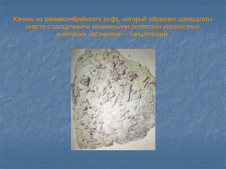 Камень из раннекембрийского рифа, который образуют археоциаты вместе с загадочными коническими скелетами неизвестных вымерших