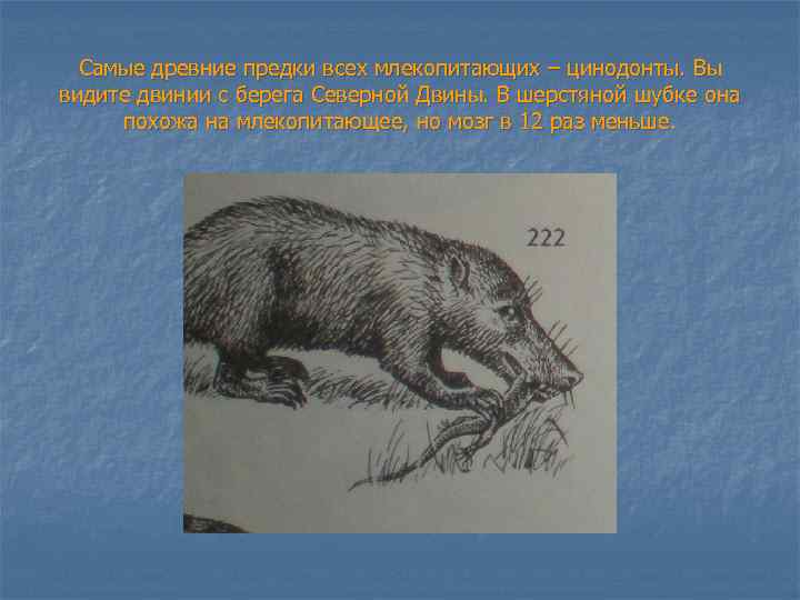 Самые древние предки всех млекопитающих – цинодонты. Вы видите двинии с берега Северной Двины.