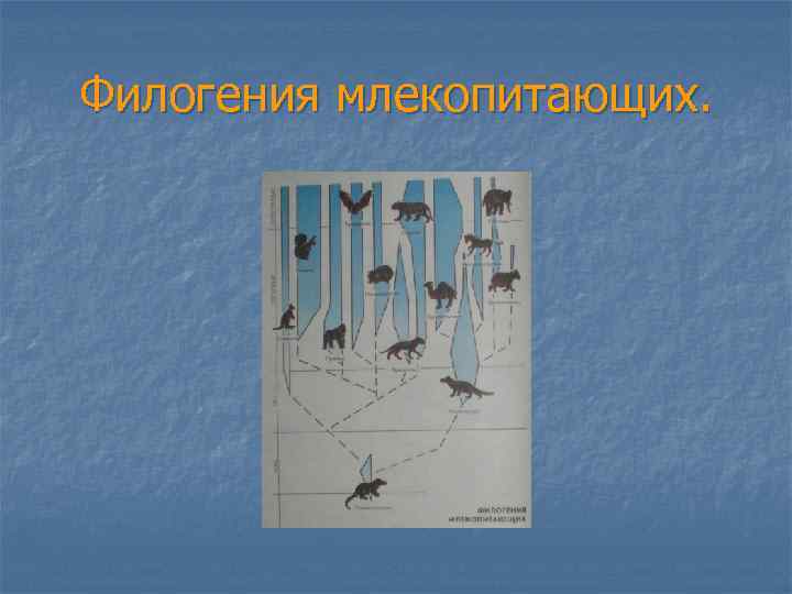 Филогения млекопитающих. 
