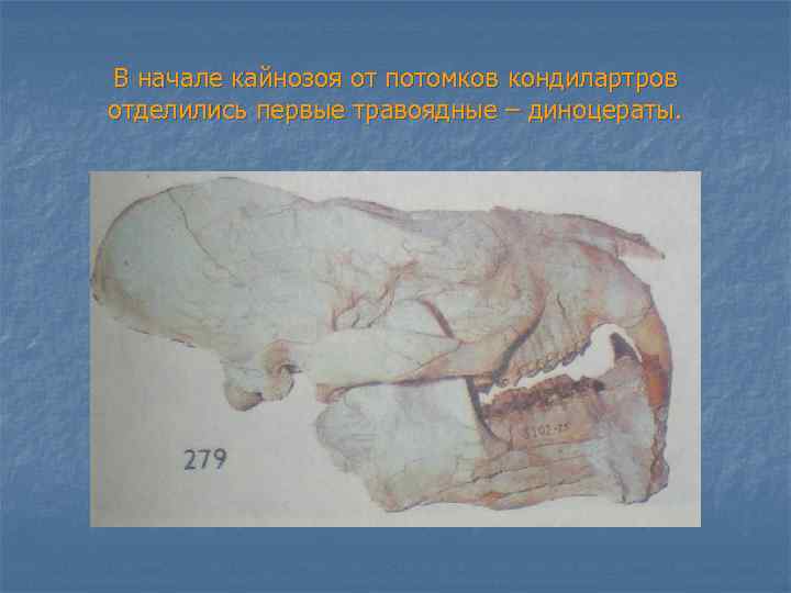В начале кайнозоя от потомков кондилартров отделились первые травоядные – диноцераты. 