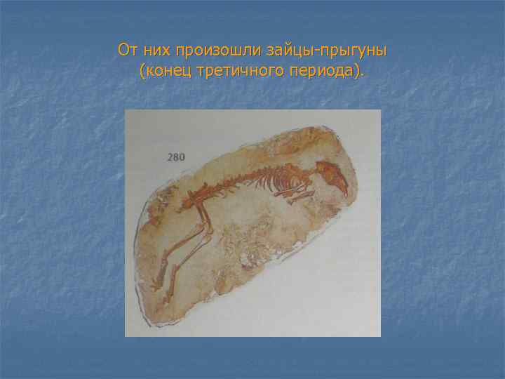 От них произошли зайцы-прыгуны (конец третичного периода). 