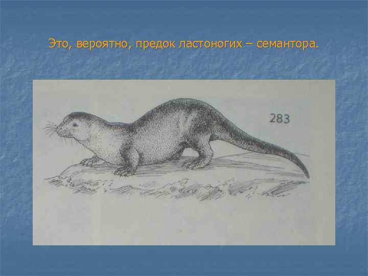 Это, вероятно, предок ластоногих – семантора. 