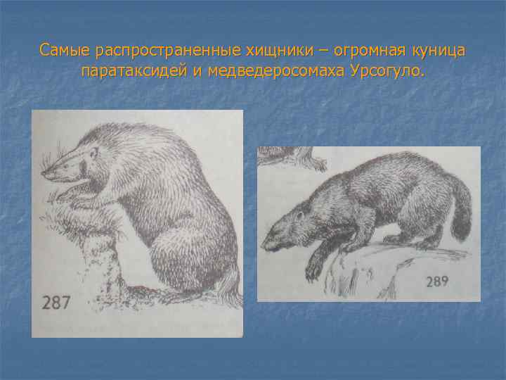 Самые распространенные хищники – огромная куница паратаксидей и медведеросомаха Урсогуло. 