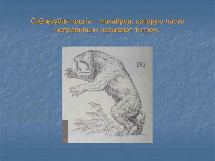 Саблезубая кошка – махайрод, которую часто неправильно называют тигром. 