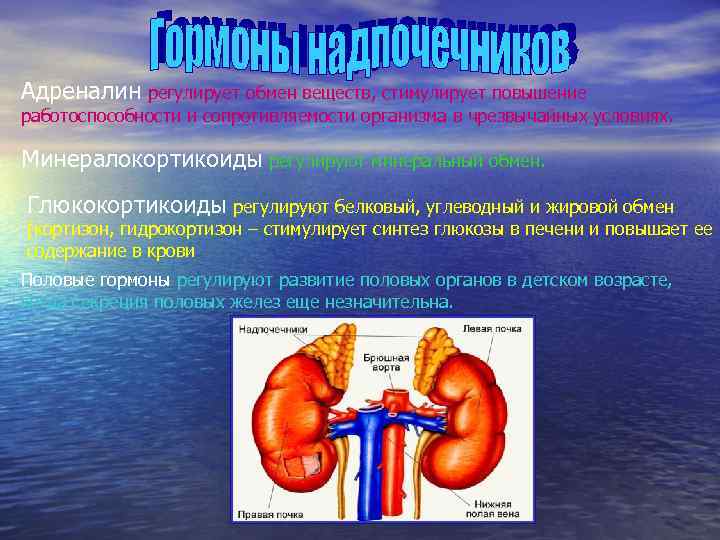 Адреналин регулирует обмен веществ, стимулирует повышение работоспособности и сопротивляемости организма в чрезвычайных условиях. 