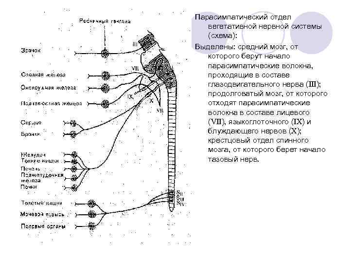 Парасимпатический отдел вегетативной нервной системы (схема):  Выделены: средний мозг, от которого берут начало