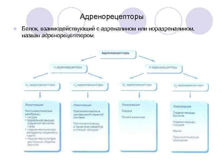     Адренорецепторы l  Белок, взаимодействующий с адреналином или норадреналином, 