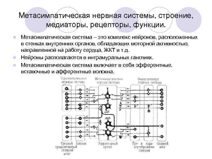   Метасимпатическая нервная системы, строение,   медиаторы, рецепторы, функции. l Метасимпатическая система