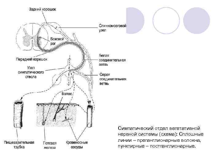 Симпатический отдел вегетативной нервной системы (схема): Сплошные линии – преганглионарные волокна,  пунктирные –