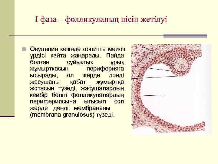   I фаза – фолликуланың пісіп жетілуі  n Овуляция кезінде ооцитте мейоз