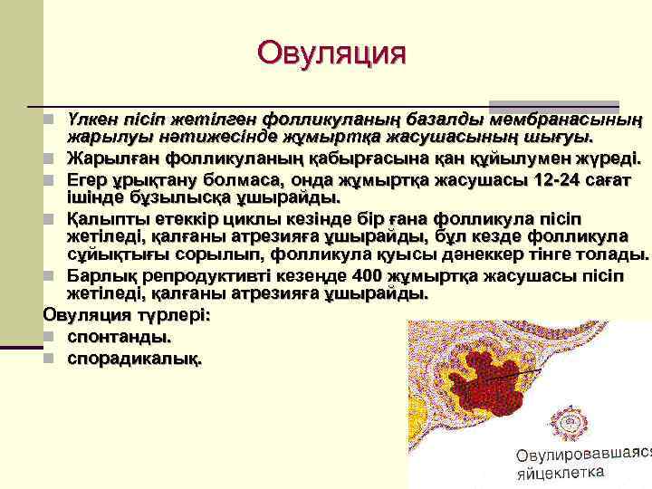     Овуляция n Үлкен пісіп жетілген фолликуланың базалды мембранасының  жарылуы