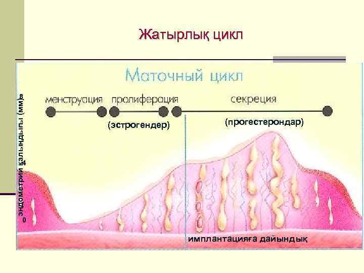 Етеккір циклі презентация