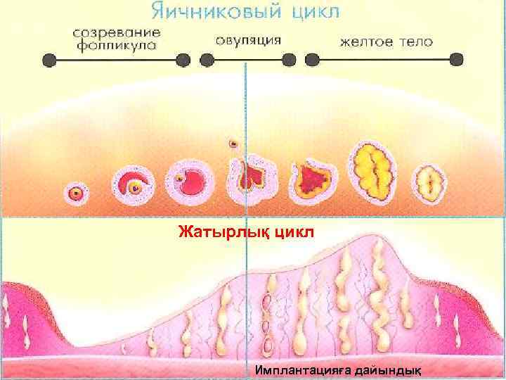 8  (эстрогены)   (прогестерон)  Жатырлық цикл    Имплантацияға дайындық