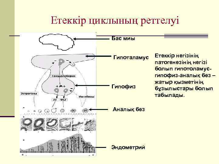 Етеккір циклі презентация