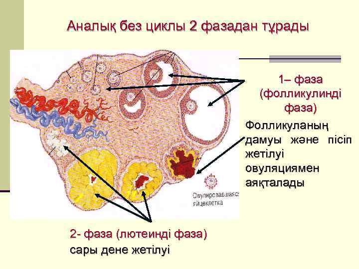 Әйел жыныс мүшелері презентация