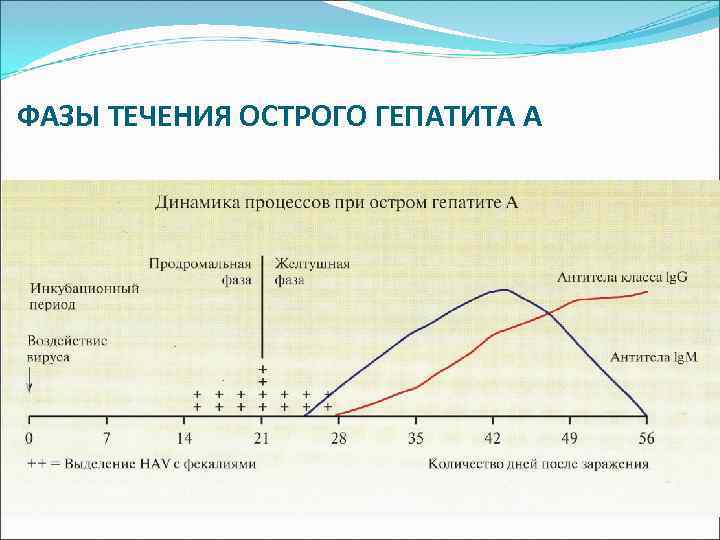 Фазы течения