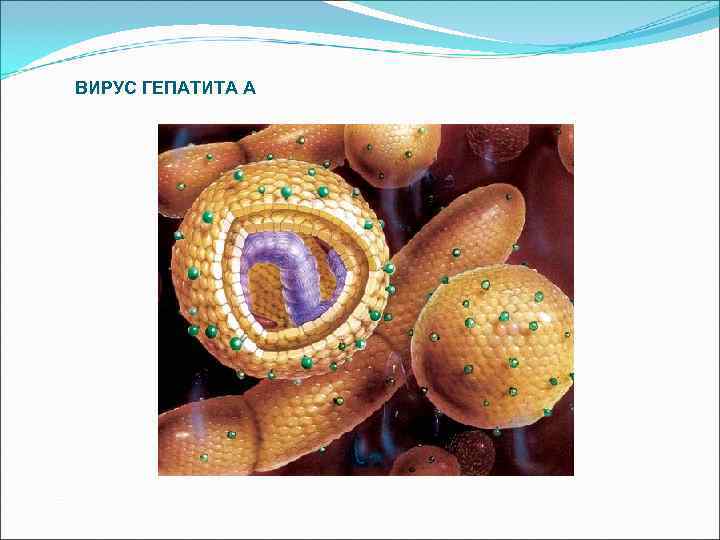 ВИРУС ГЕПАТИТА А 
