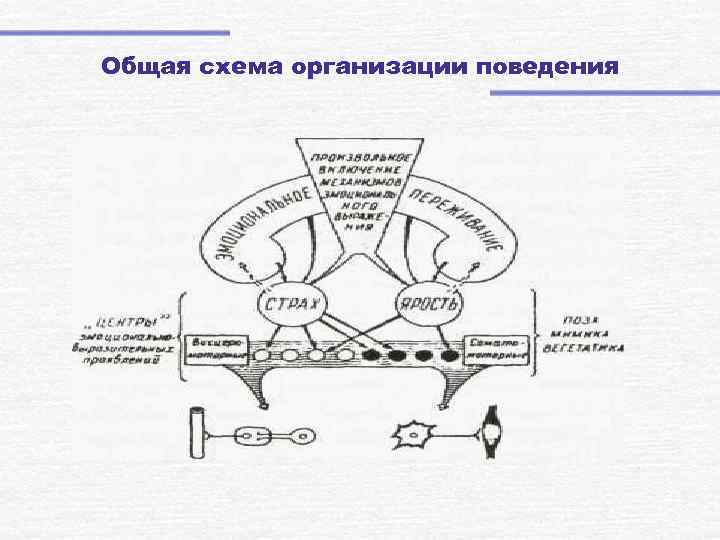 Схема инстинктивного акта