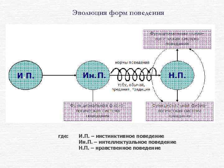 Схема инстинктивного акта