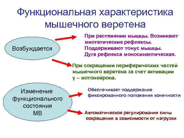  Функциональная характеристика  мышечного веретена    При растяжении мышцы. Возникают 