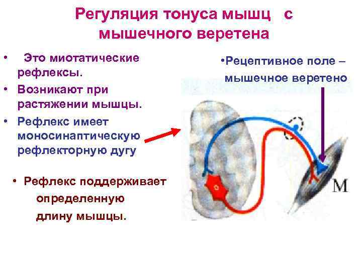 Рефлекторный тонус. Регуляция мышечного тонуса. Рефлексы саморегуляции мышечного тонуса. Рефлекторная дуга мышечного тонуса. Рефлекторная природа мышечного тонуса.