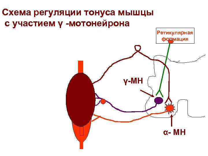 Схема регуляции тонуса мышцы с участием γ -мотонейрона      Ретикулярная
