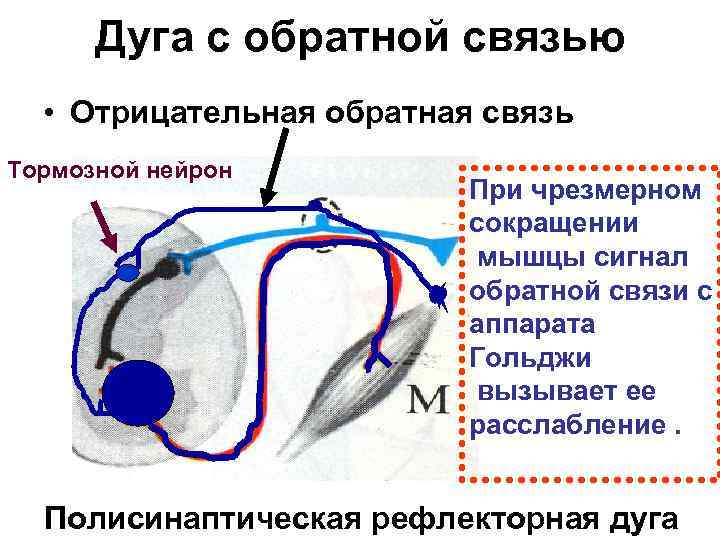  Дуга с обратной связью  • Отрицательная обратная связь Тормозной нейрон  