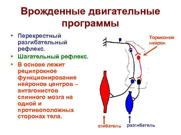 Схема шагательного рефлекса