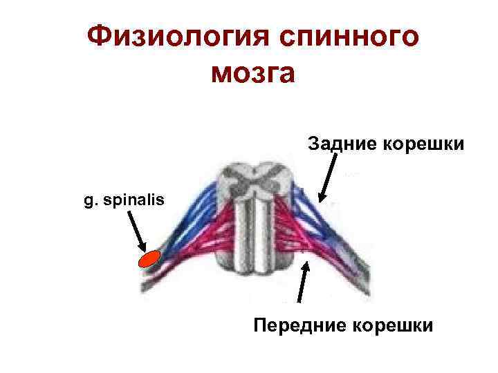Физиология спинного  мозга    Задние корешки g. spinalis   