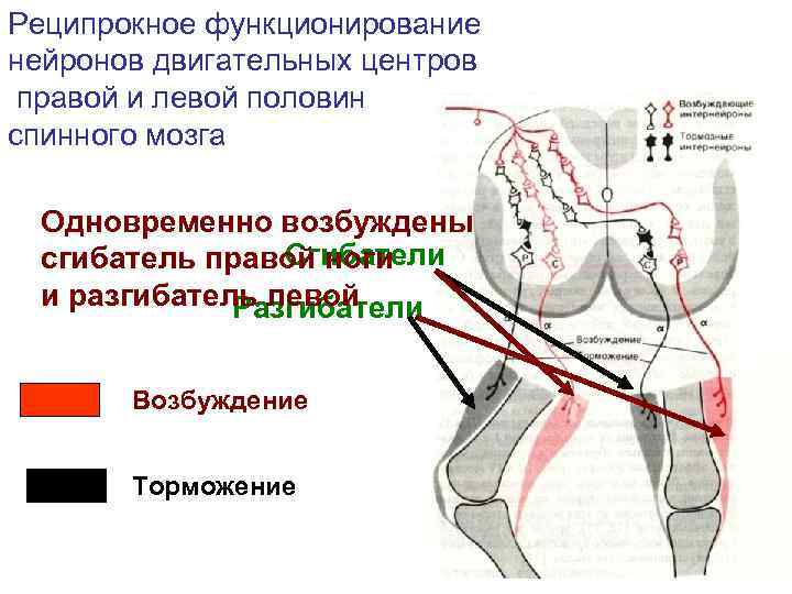 Реципрокное функционирование нейронов двигательных центров правой и левой половин спинного мозга  Одновременно возбуждены