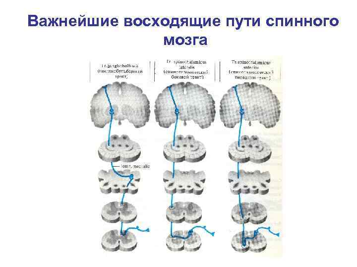 Схема восходящих и нисходящих путей спинного мозга