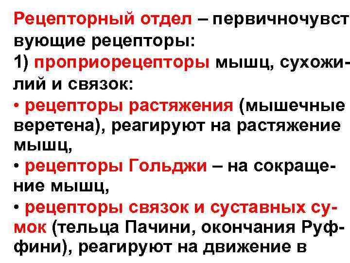 Рецепторный отдел – первичночувст- вующие рецепторы: 1) проприорецепторы мышц, сухожи- лий и связок: Рецепторный отдел – первичночувст- вующие рецепторы: 1) проприорецепторы мышц, сухожи- лий и связок: