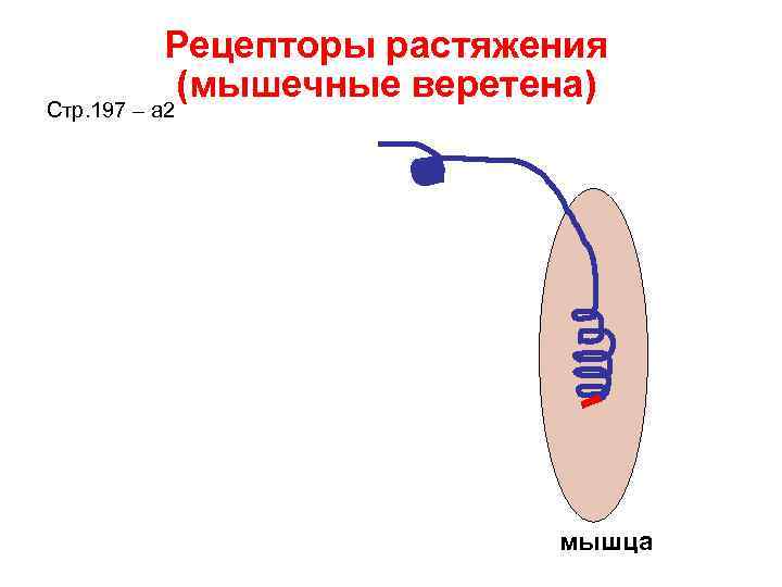 Рецепторы растяжения (мышечные веретена) Стр. 197 – а 2 Рецепторы растяжения (мышечные веретена) Стр. 197 – а 2