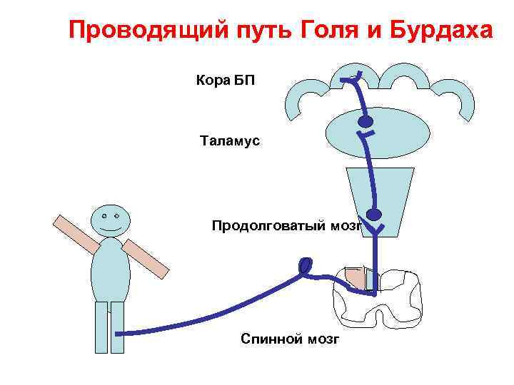 Проводящий путь Голя и Бурдаха Кора БП Таламус Проводящий путь Голя и Бурдаха Кора БП Таламус