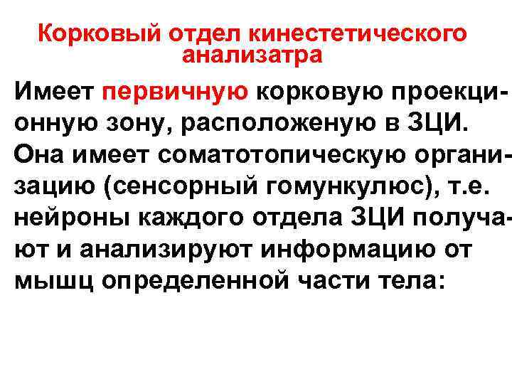 Корковый отдел кинестетического анализатра Имеет первичную корковую проекци- онную зону, расположеную в Корковый отдел кинестетического анализатра Имеет первичную корковую проекци- онную зону, расположеную в
