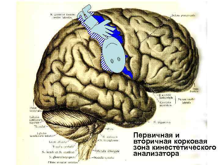 Первичная и вторичная корковая зона кинестетического анализатора Первичная и вторичная корковая зона кинестетического анализатора