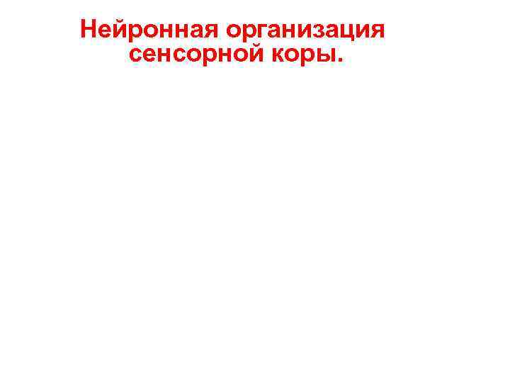 Нейронная организация сенсорной коры. Нейронная организация сенсорной коры.