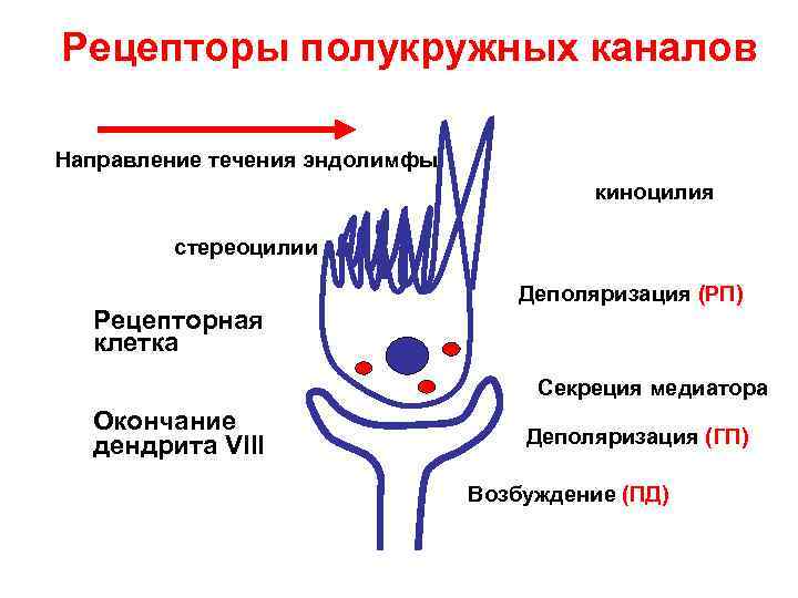 Рецепторы полукружных каналов Направление течения эндолимфы киноцилия стереоцилии Рецепторы полукружных каналов Направление течения эндолимфы киноцилия стереоцилии