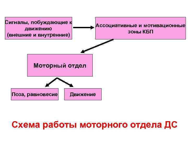 Сигналы, побуждающие к Ассоциативные и мотивационные движению Сигналы, побуждающие к Ассоциативные и мотивационные движению