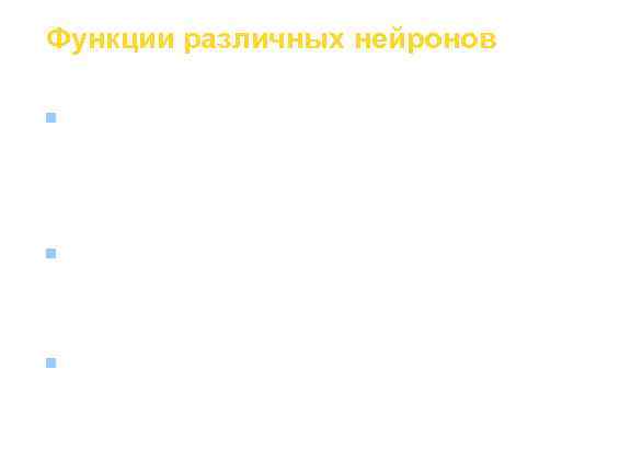Функции различных нейронов n  Псевдоуниполярные — от сомы отходит один короткий отросток, который