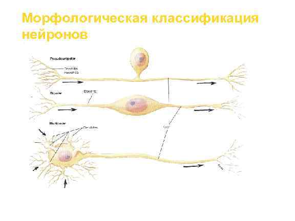Морфологическая классификация нейронов 